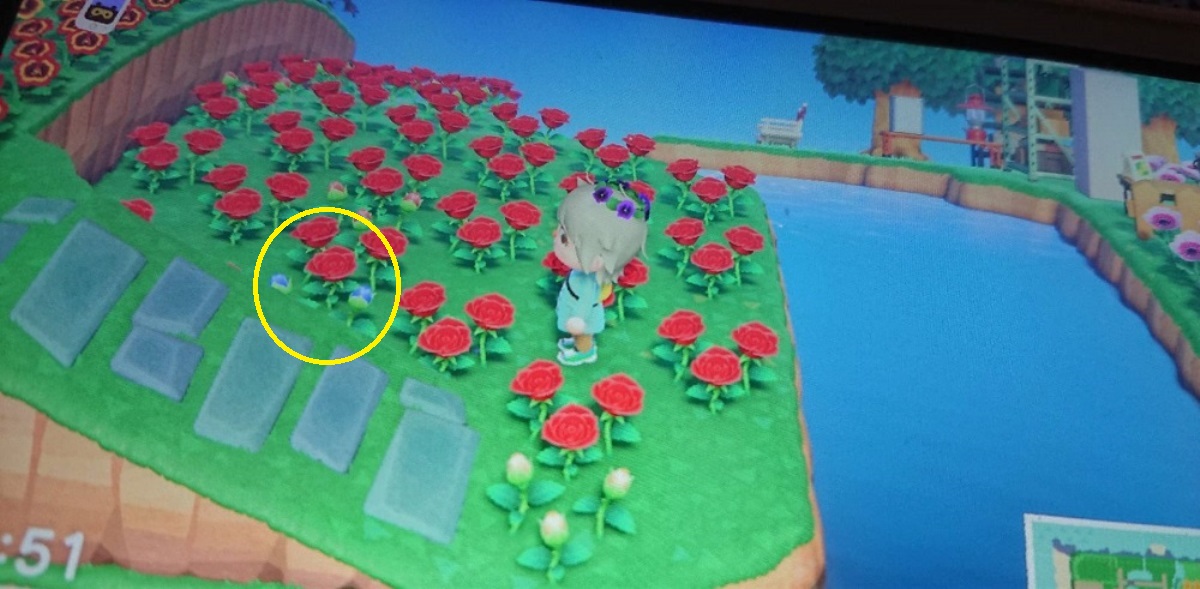 あつ森 青いバラの作り方