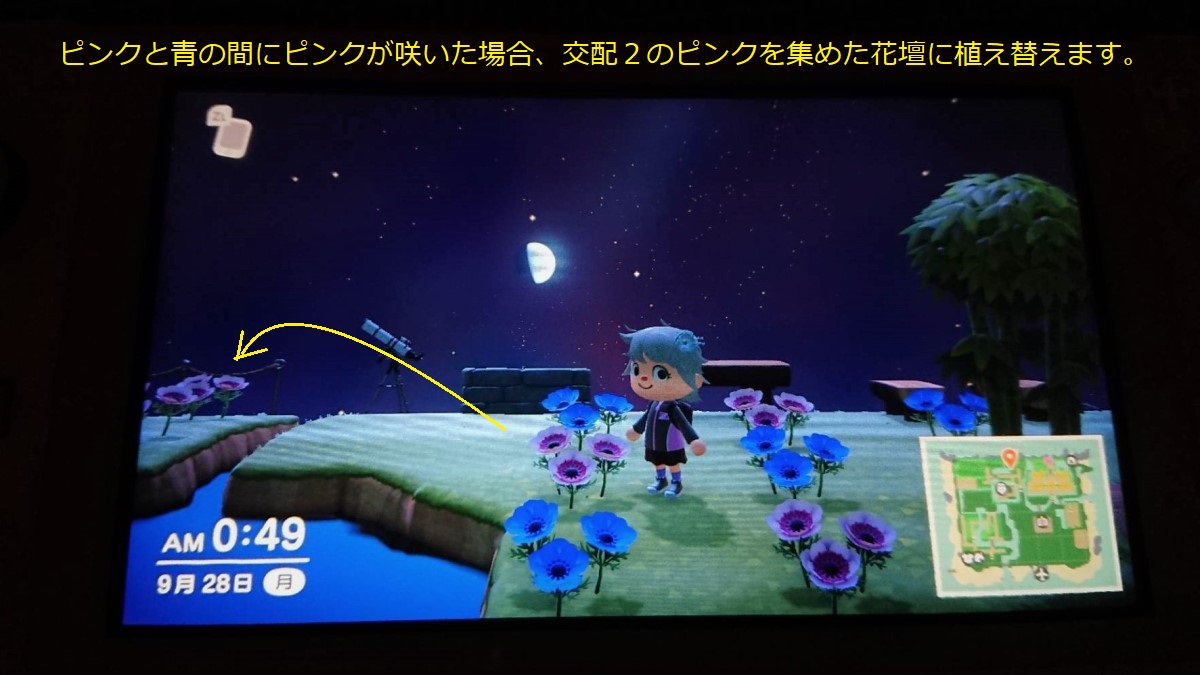 あつ森 紫のアネモネの作り方