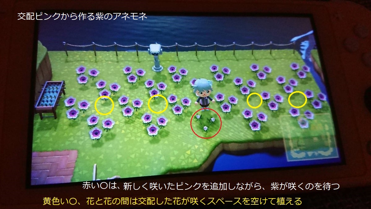 あつ森 紫のアネモネの作り方