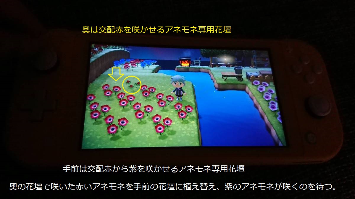 あつ森 紫のアネモネの作り方